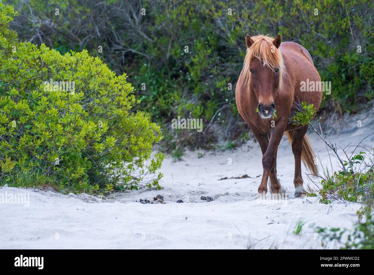 A wild pony grazes in the sand dunes at Assateague Island National Seashore. Stock Photo