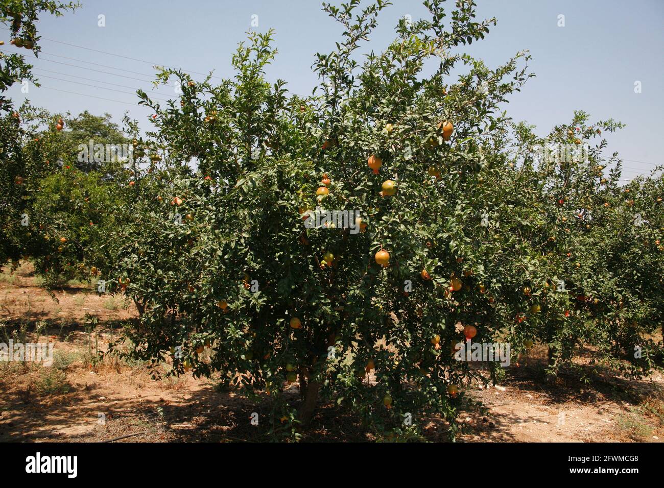 Orchard of Pomegranate Trees with ripe fruit on them in the Shephelah Hills, Lowlands or Judean Foothills near Sha'ar Hagai and Latrun. Israel Stock Photo