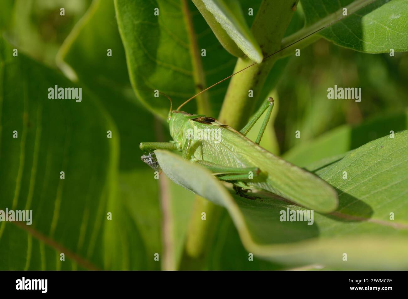 A green grasshopper on a large leaf of grass, in its natural environment. Stock Photo