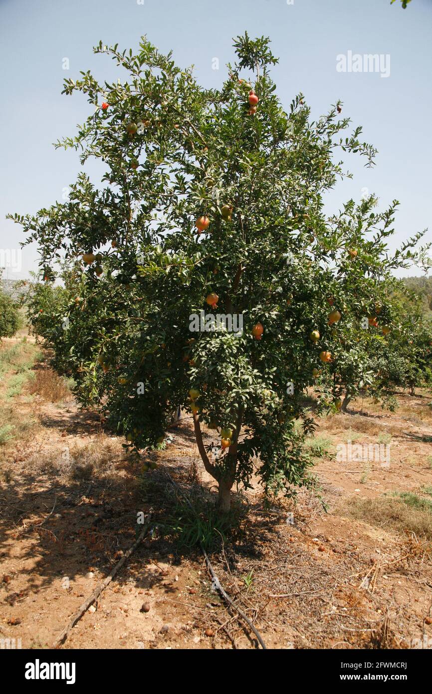 Orchard of Pomegranate Trees with ripe fruit on them in the Shephelah Hills, Lowlands or Judean Foothills near Sha'ar Hagai and Latrun. Israel Stock Photo