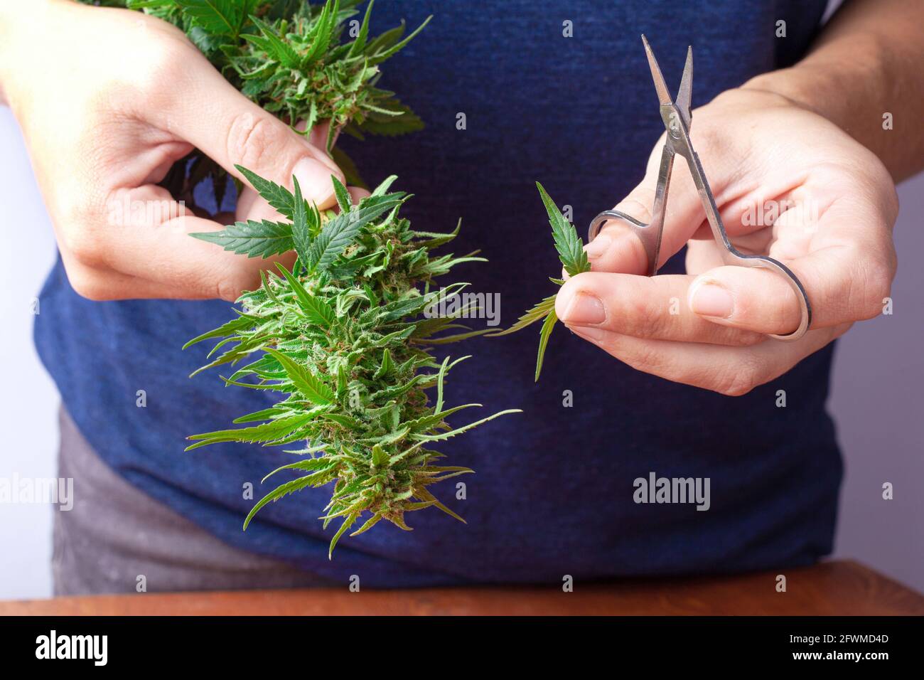 cutting leaves from buds of marijuana, trimming cannabis plant Stock Photo  - Alamy