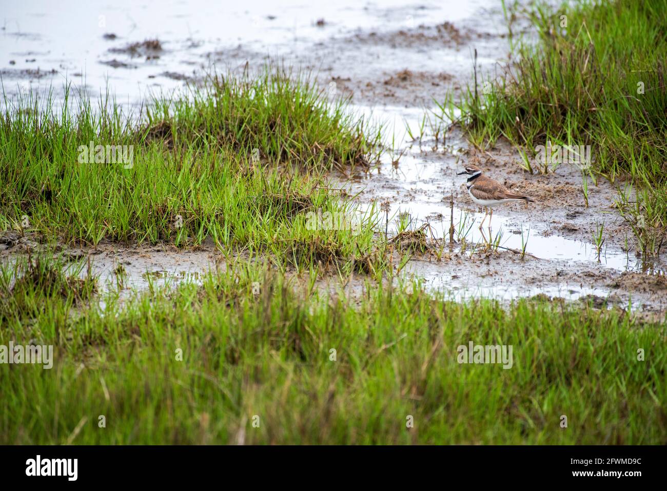 A killdeer (Charadrius vociferus) walks in the marshy grasses of the bay at Assateague Island National Seashore. Stock Photo