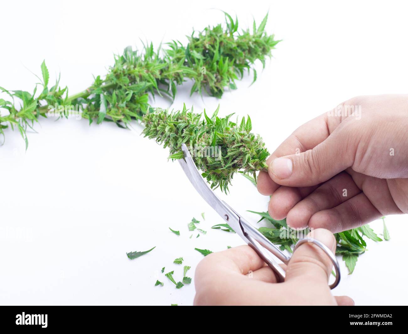 trimming green cannabis buds with scissor on white background Stock