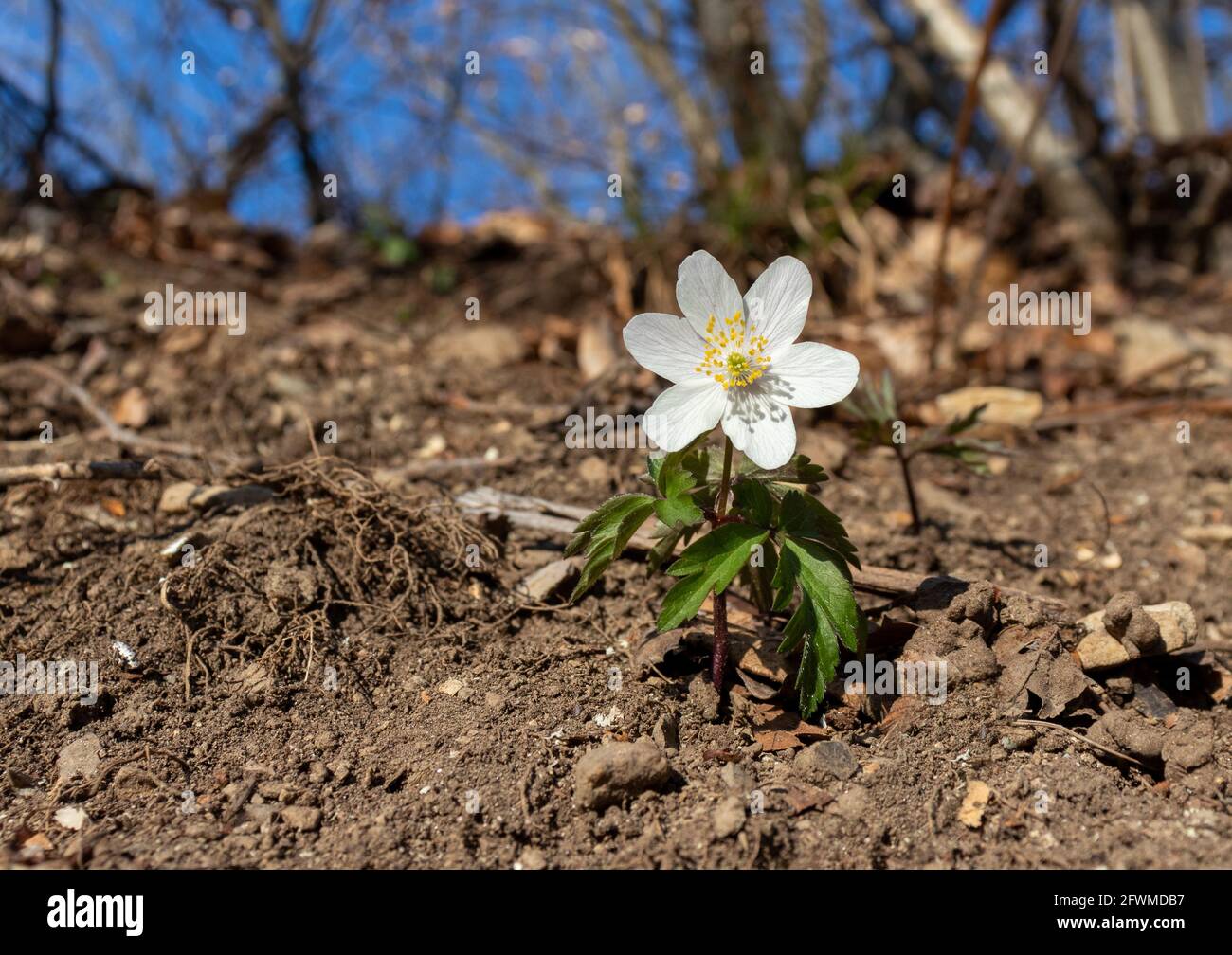 White spring flower called wood anemone, anemone nemorosa or windflower Stock Photo