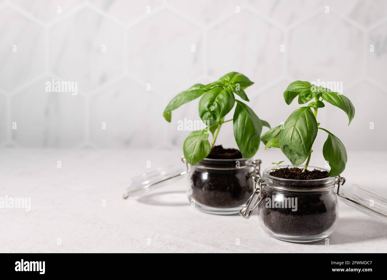 Growing basil sunny kitchen hi-res stock photography and images - Alamy