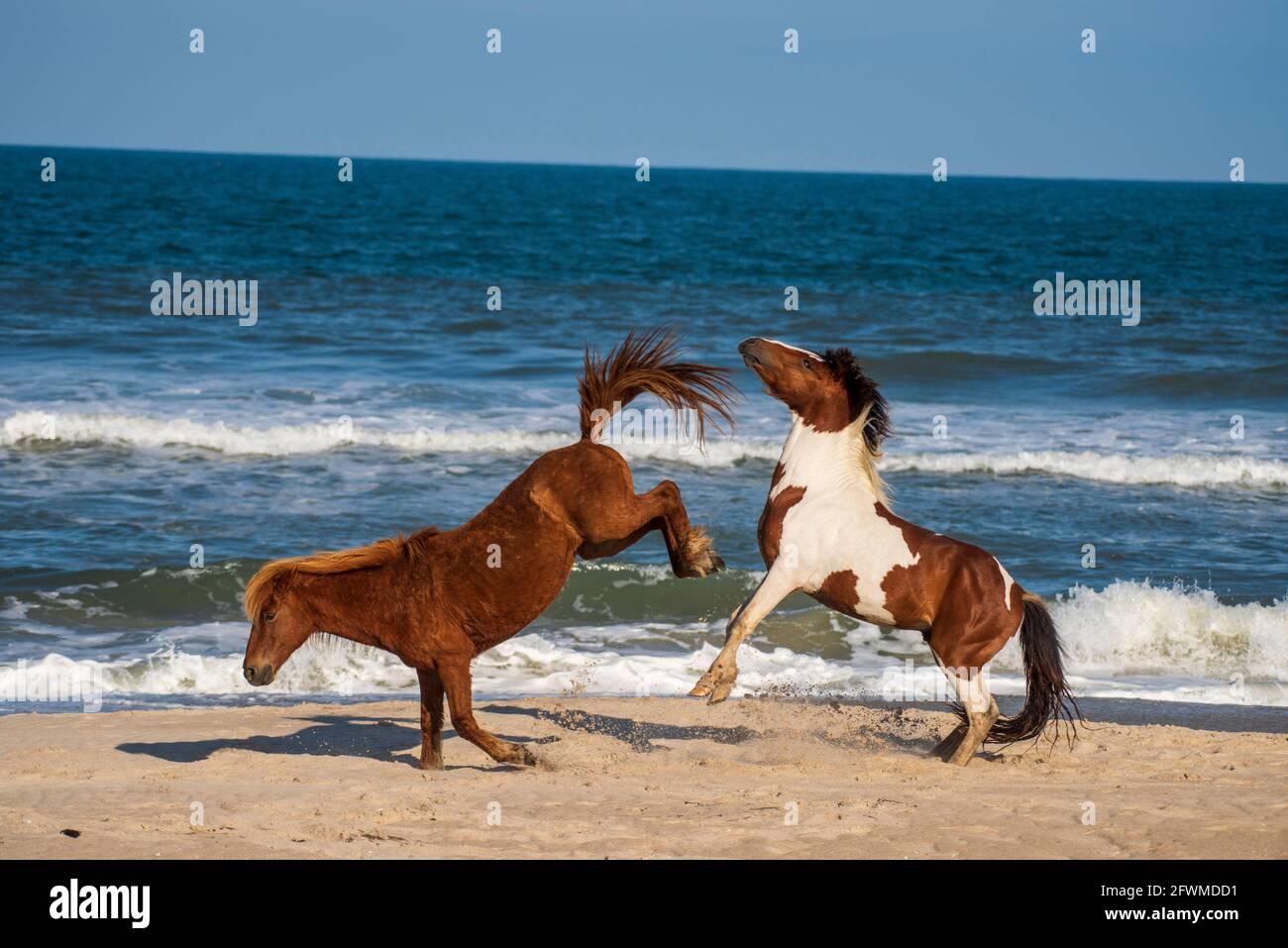 Wild poines frolic on the beach at Assateague Island National Seashore. Stock Photo