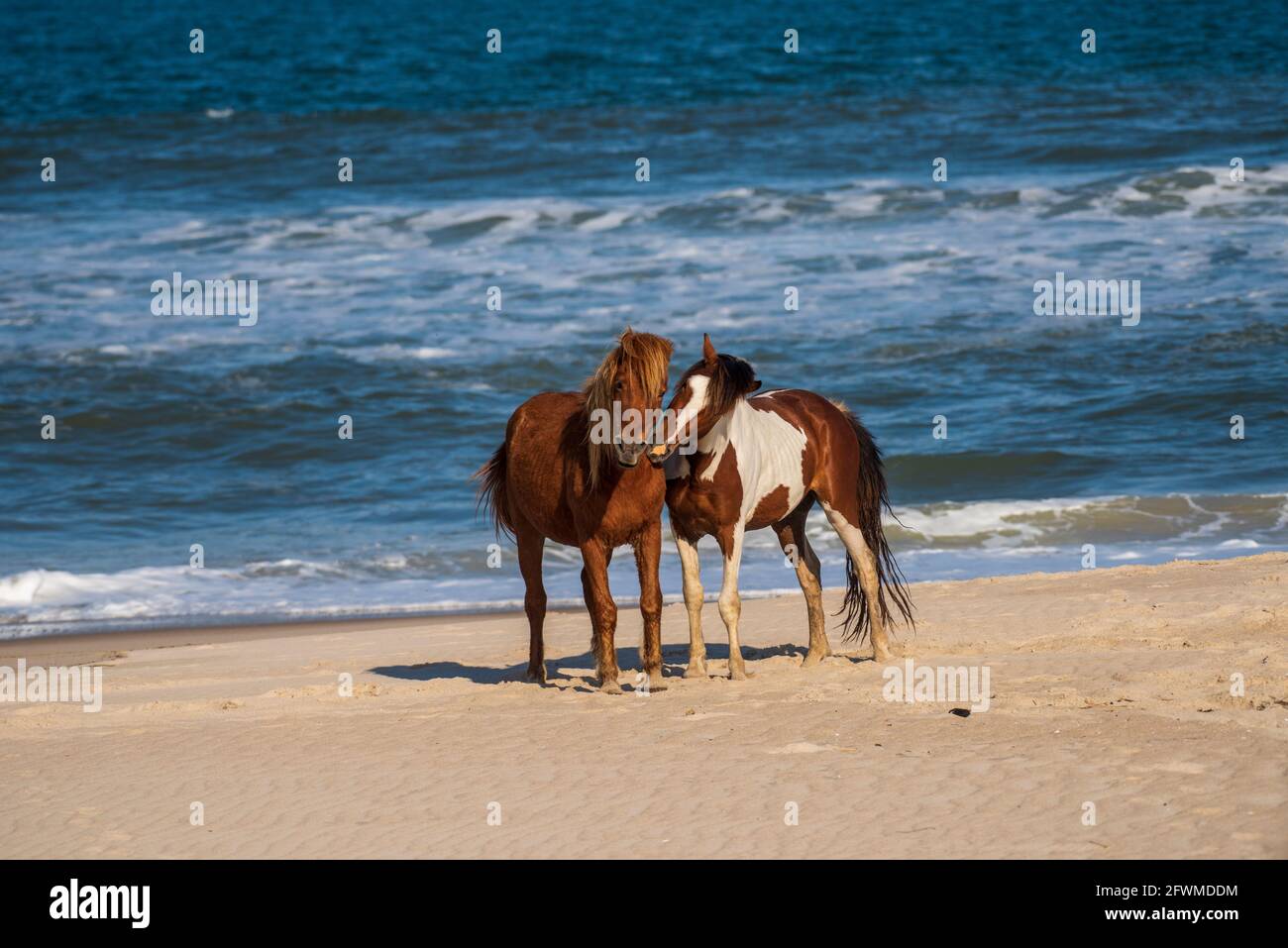Wild poines frolic on the beach at Assateague Island National Seashore. Stock Photo