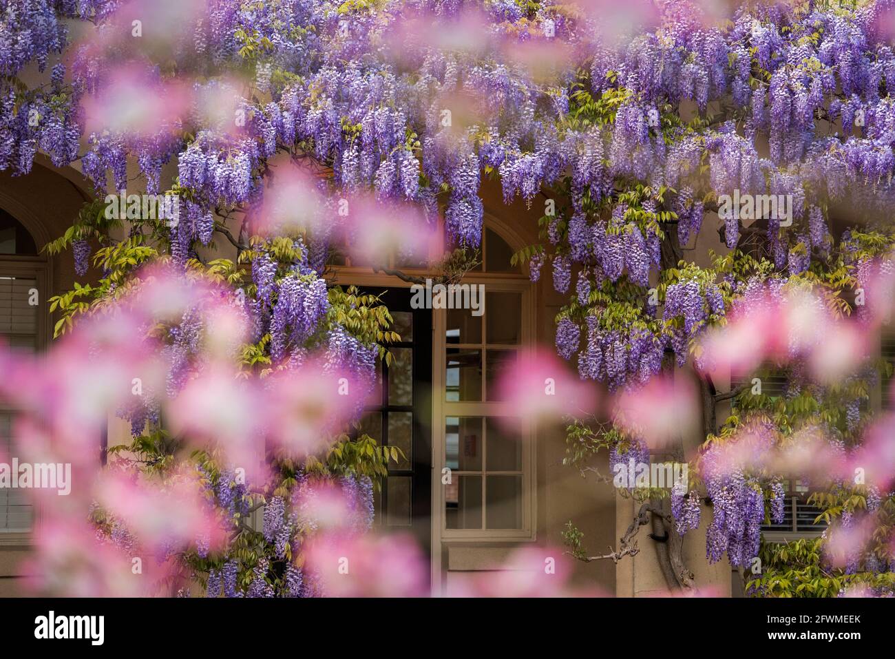 Wisteria blooms cover the library at Dumbarton Oaks in Northwest