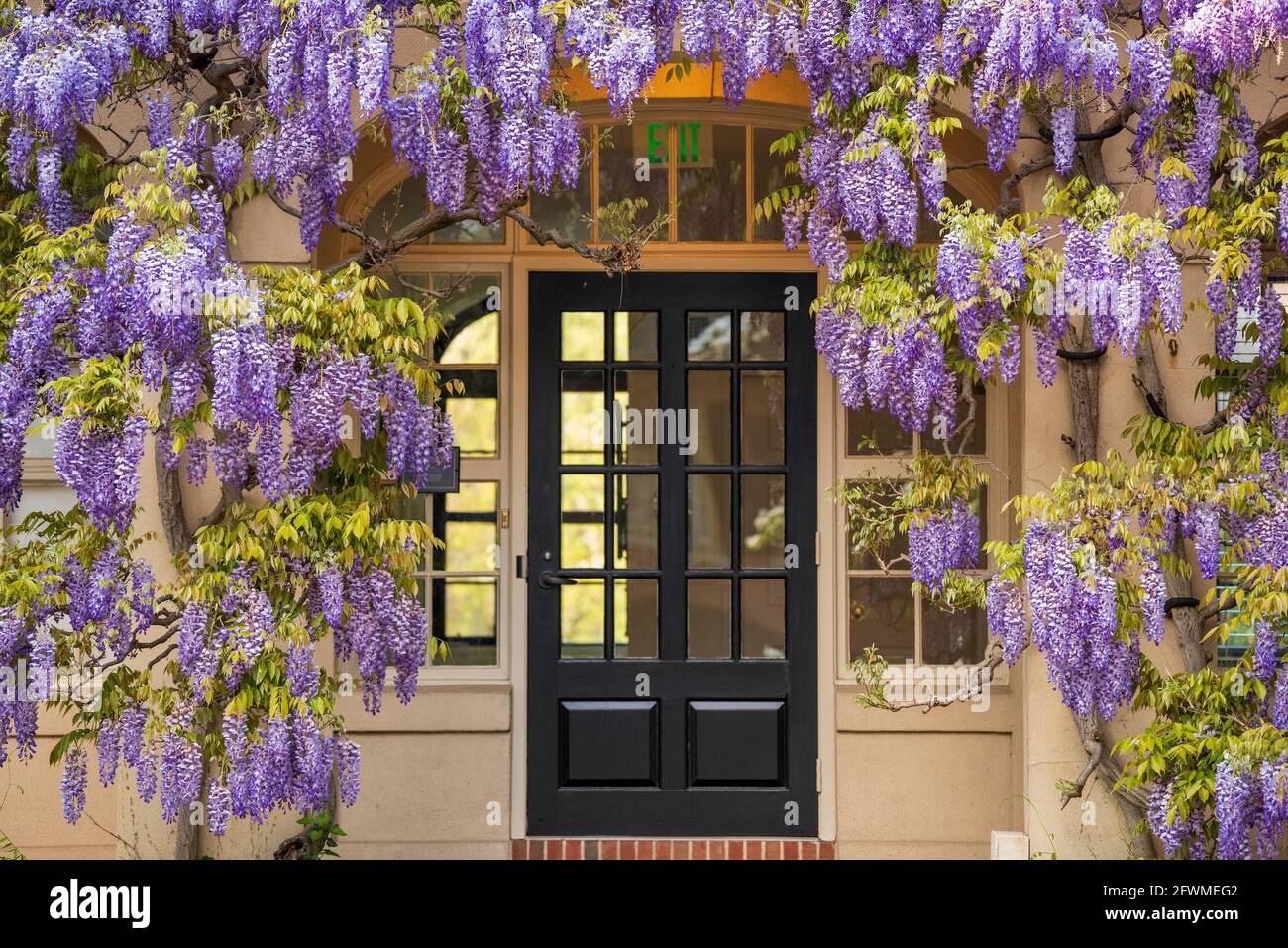 Wisteria blooms cover the library at Dumbarton Oaks in Northwest Washington, D.C. Stock Photo