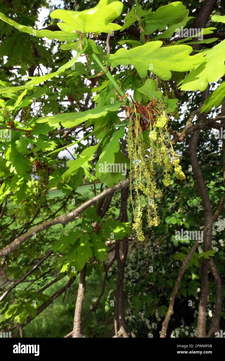 Stieleiche, Sommereiche oder Deutsche Eiche (Quercus robur, Syn. Quercus pedunculata) - männliche Blüte, Weilerswist, Nordrhein-Westfalen, Deutschland Stock Photo