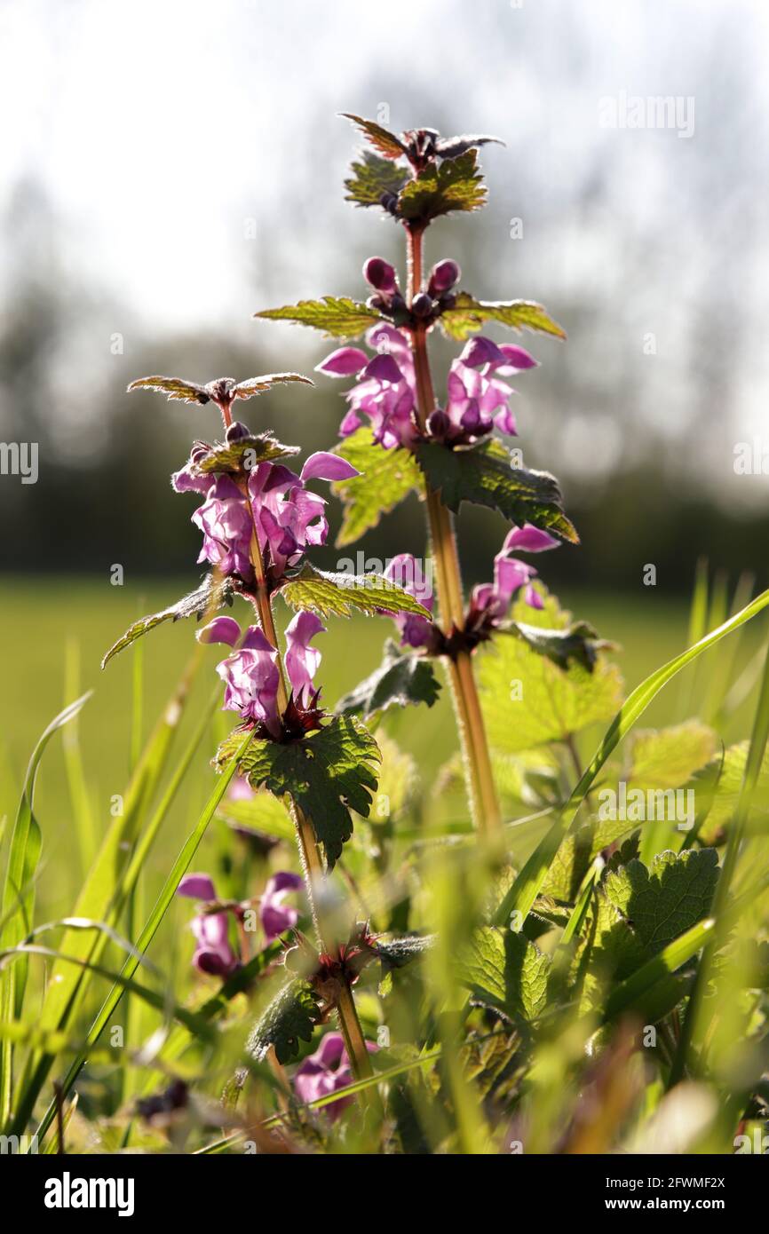 Gefleckte Taubnessel (Lamium maculatum), blühende Pflanze spotted  dead-nettle, spotted henbit or purple dragon, blooming plant Stock Photo -  Alamy