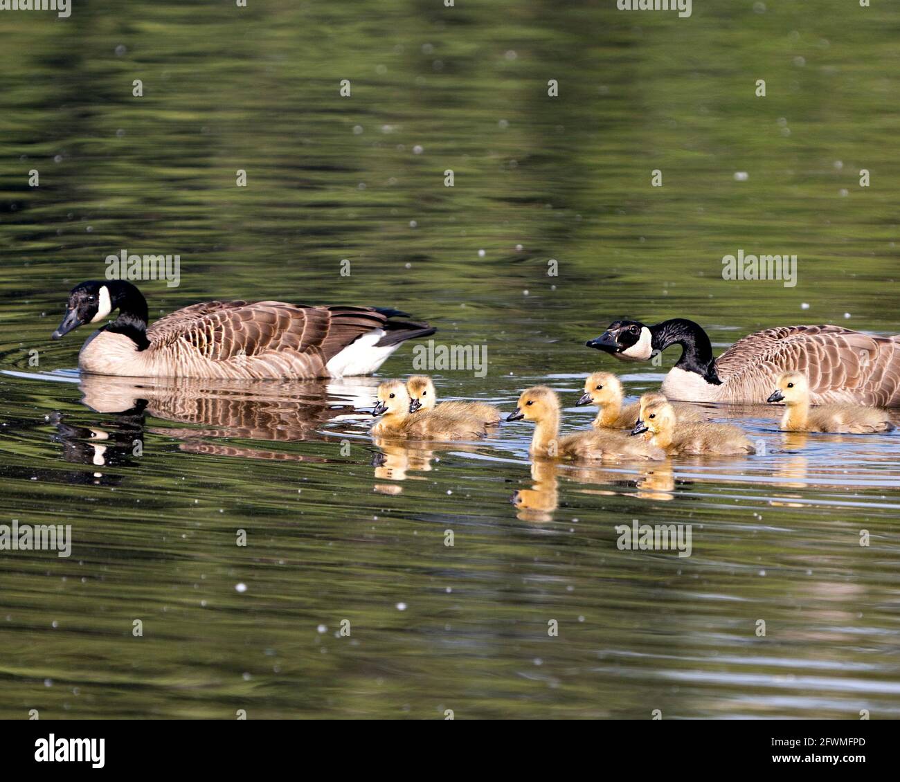 Canadian Geese with their gosling babies swimming and displaying their wings, head, neck, beak, plumage in their environment. Canada Geese. Family. Stock Photo