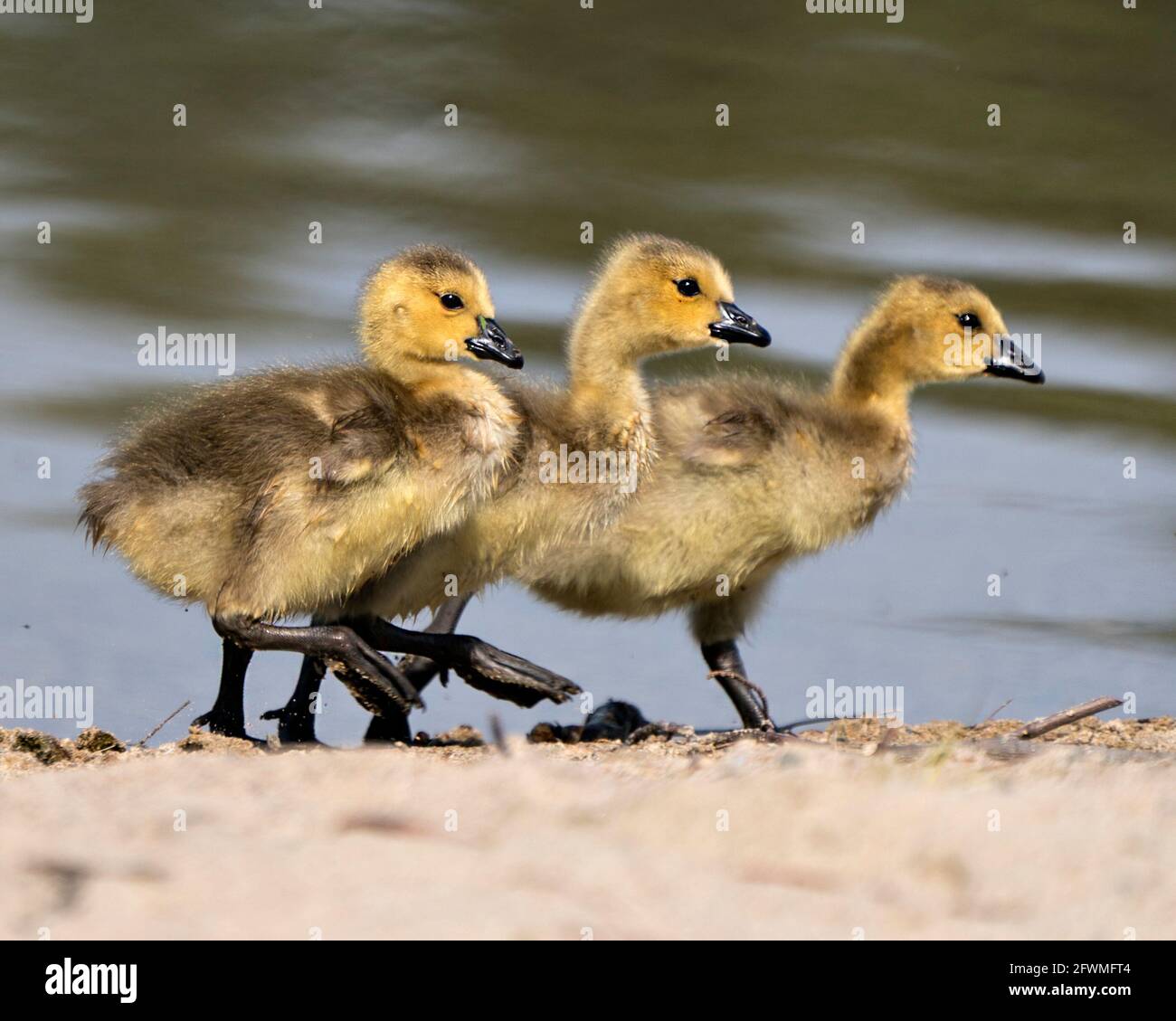 Canadian baby gosling close-up profile view marching on sand in its environment and habitat with blur water background. Canada Goose Gosling Image. Stock Photo