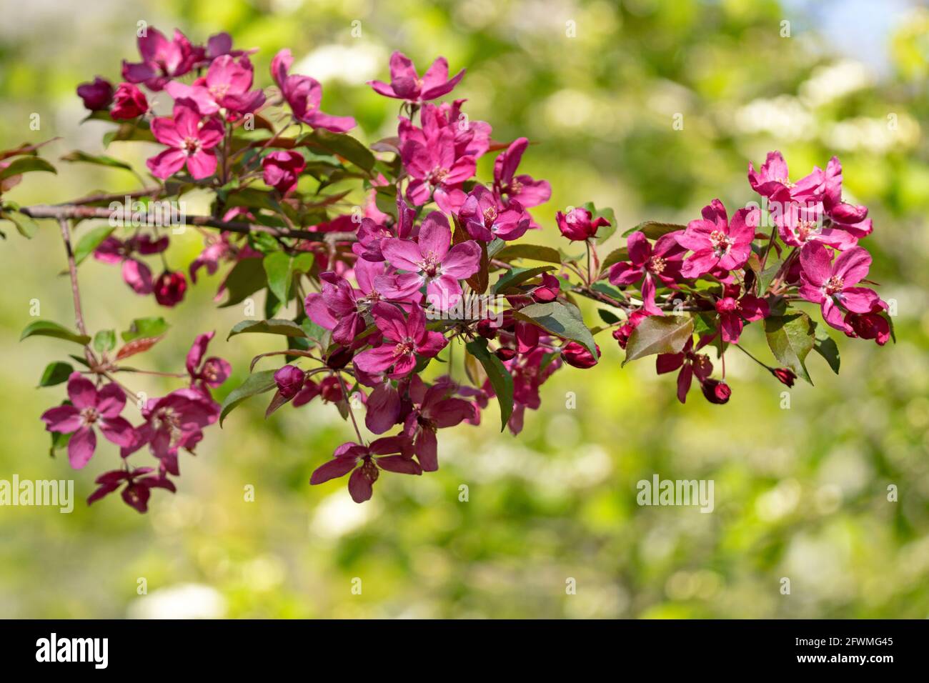 Branch of a Flowering Crabapple tree, (Malus coronaria), Pink Malus, Sweet Crabapple Stock Photo