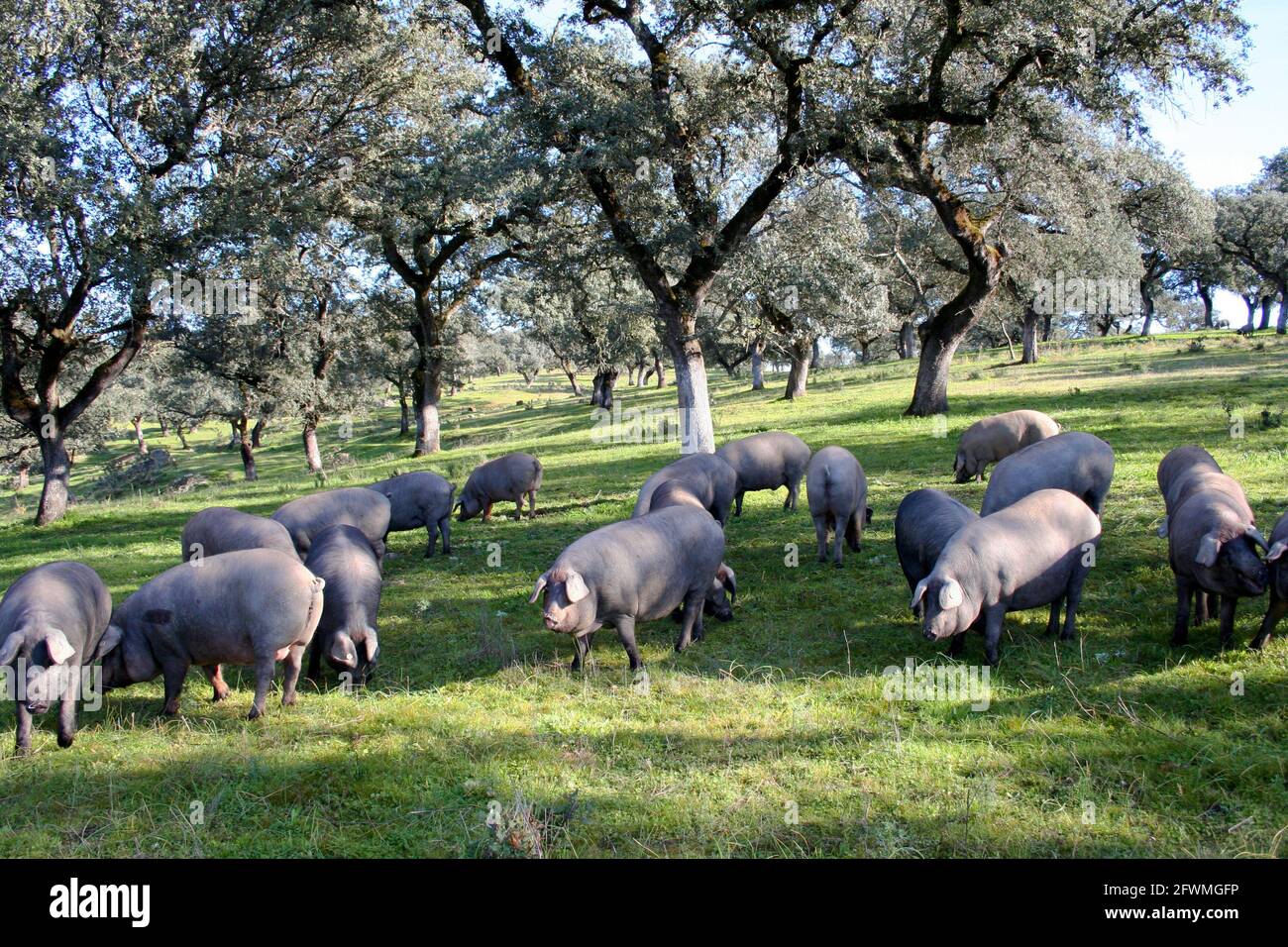 Black Iberian pigs eating acorns in the Dehesa in Extremadura
