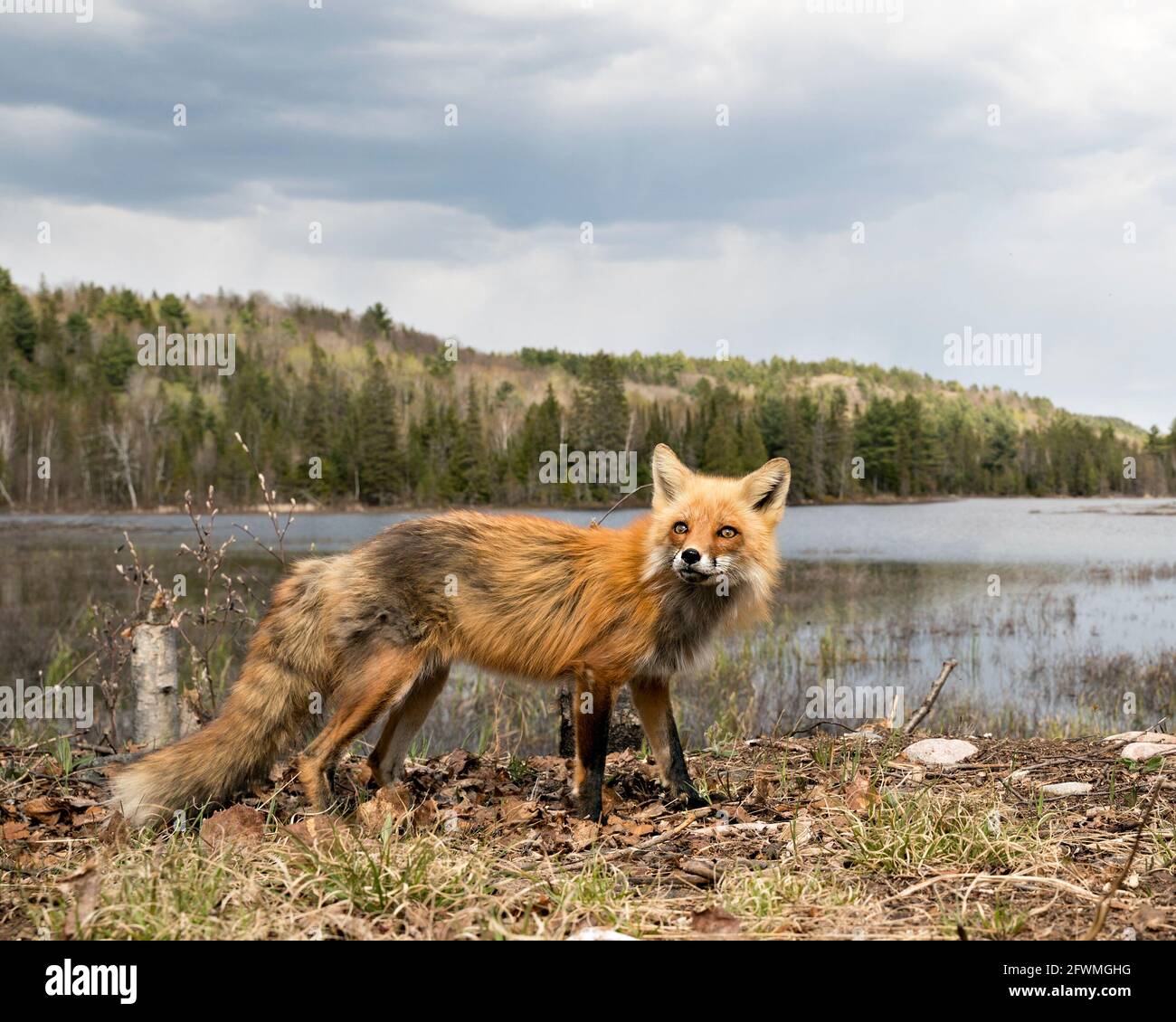 Red Fox close-up profile side view with sky, clouds, water and forest landscape scenery background in the springtime  in its environment and habitat a Stock Photo