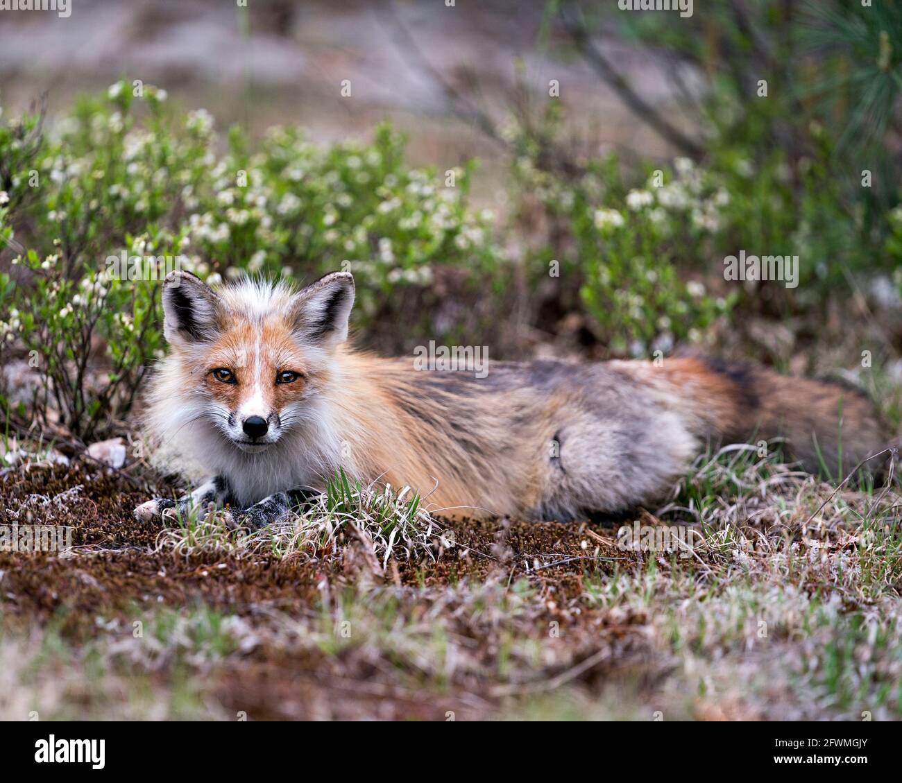 Red Fox close-up profile view lying down on white moss and foliage in the springtime with blur background and looking at camera in its environment and Stock Photo