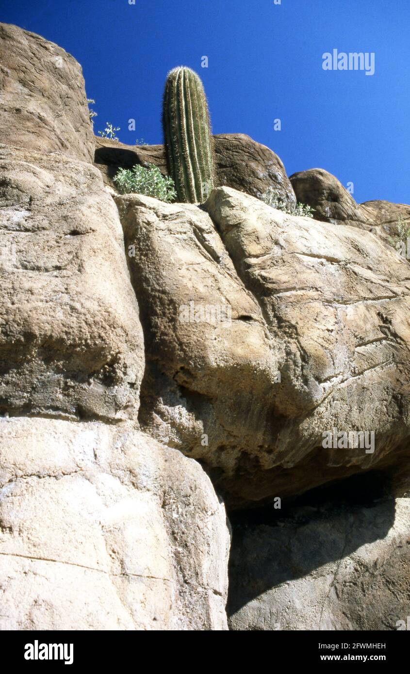 A cactus on the rocks in Arizona desert Stock Photo