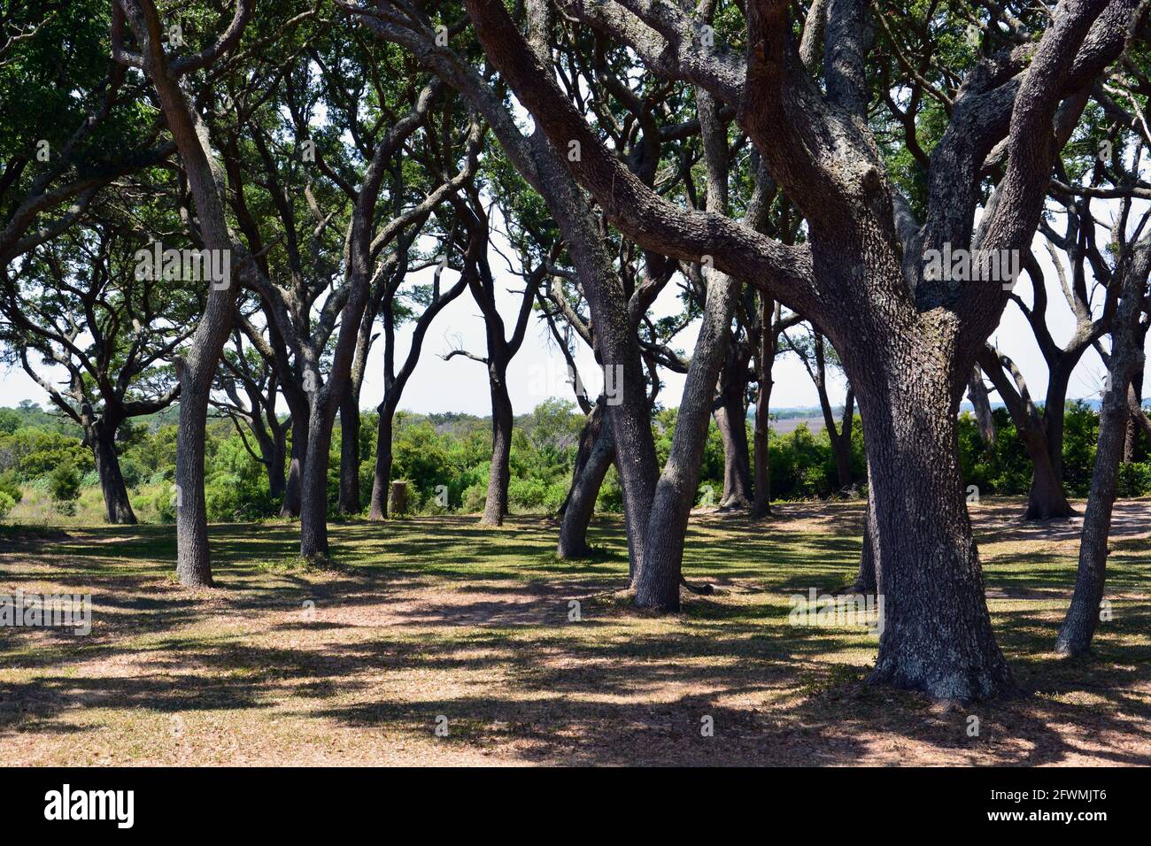 The gnarled forms of scrub live oak trees on the coast at Fort Fisher near Wilmington, North Carolina. Stock Photo