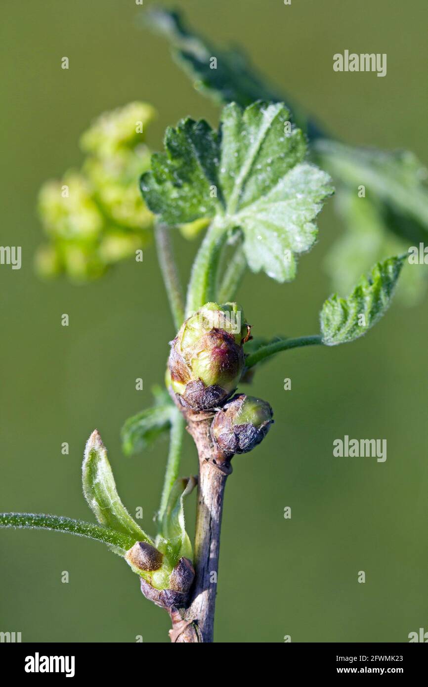 blackcurrant gall or big bud mite (Cecidophyopsis ribis) is a dangerous pest of currants. Enlarged buds on currant. Stock Photo