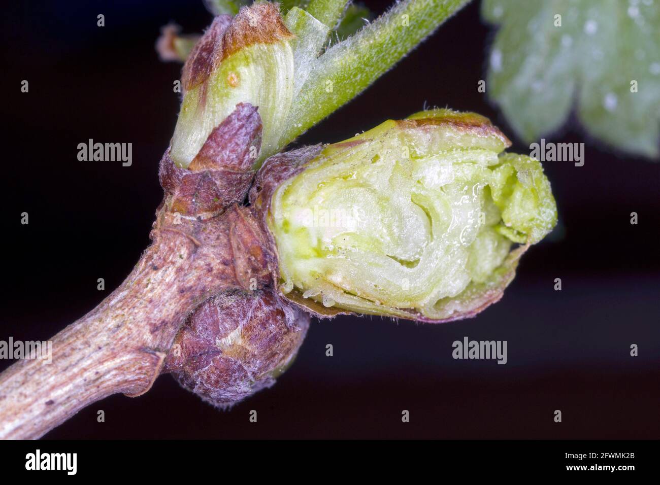 blackcurrant gall or big bud mite (Cecidophyopsis ribis) is a dangerous pest of currants. Enlarged cut buds on currant. Stock Photo