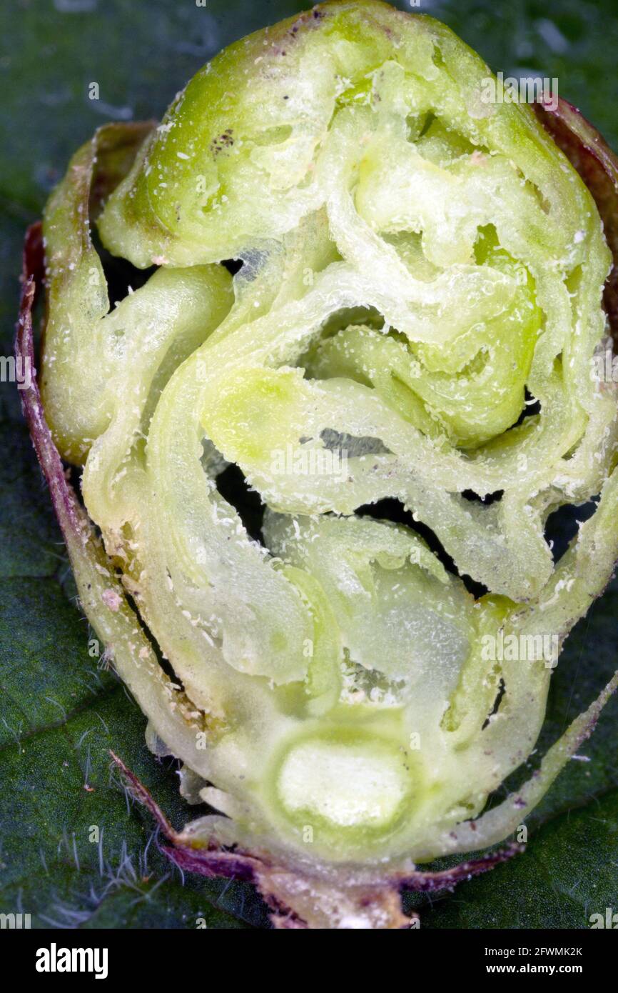 blackcurrant gall or big bud mite (Cecidophyopsis ribis) is a dangerous pest of currants. A lot of mites in the inside of the bud. Stock Photo