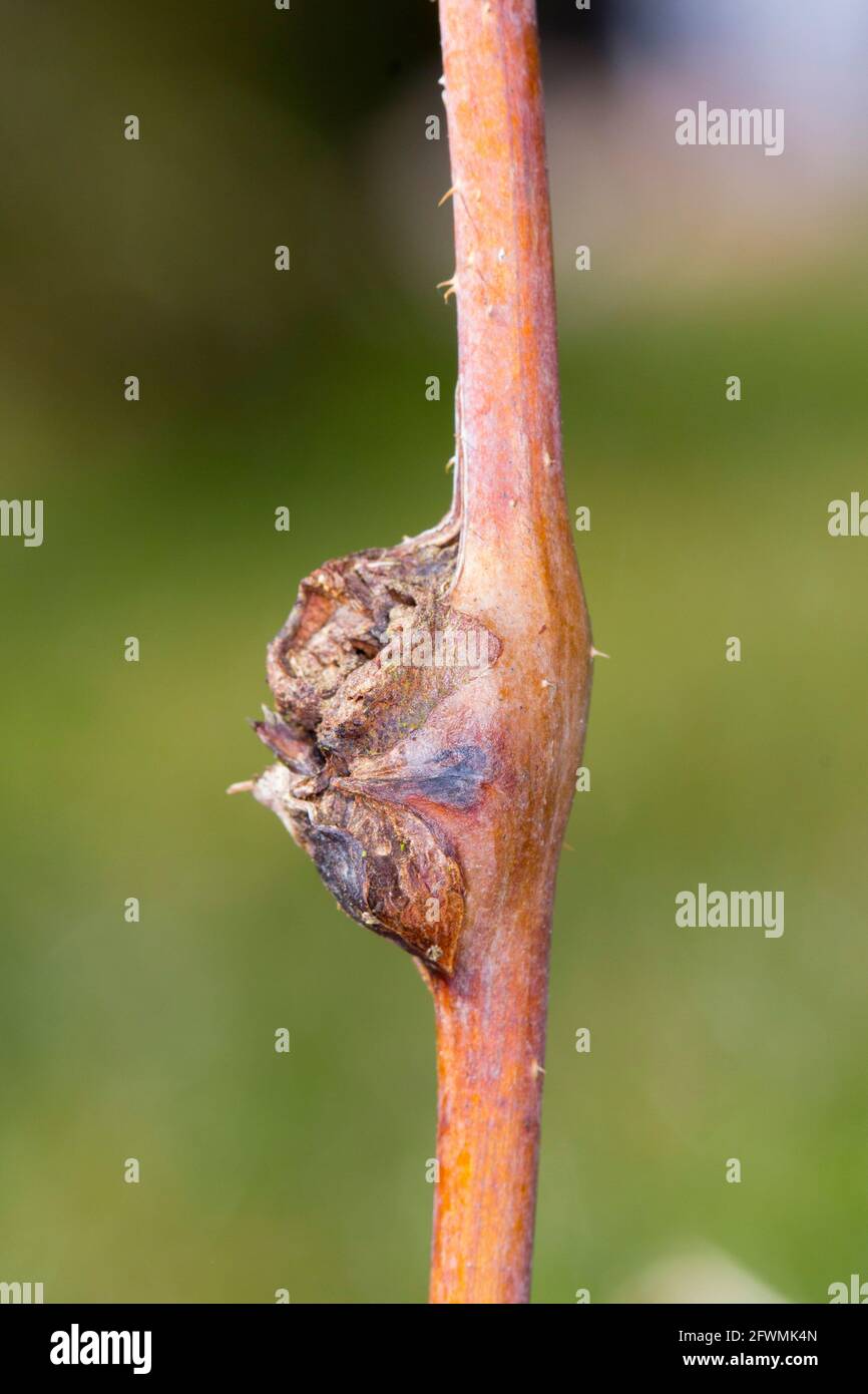 Damaged raspberry shoots by Raspberry gall midge - Lasioptera rubi. Stock Photo