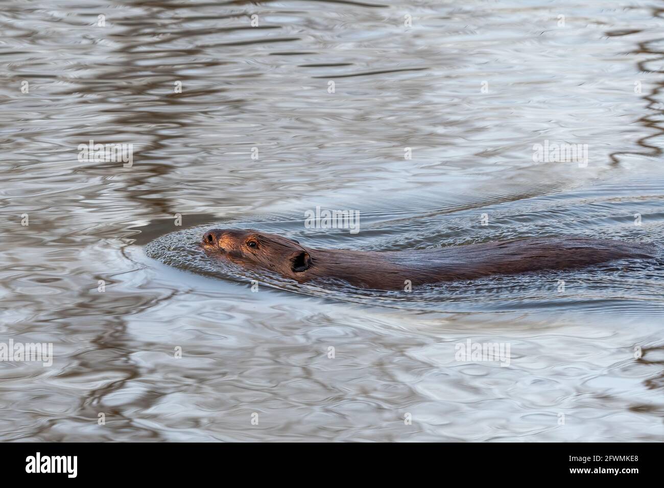 Beaver (Castor canadensis) swimming in pond, Spring, United States, by Dominique Braud/Dembinsky Photo Assoc Stock Photo