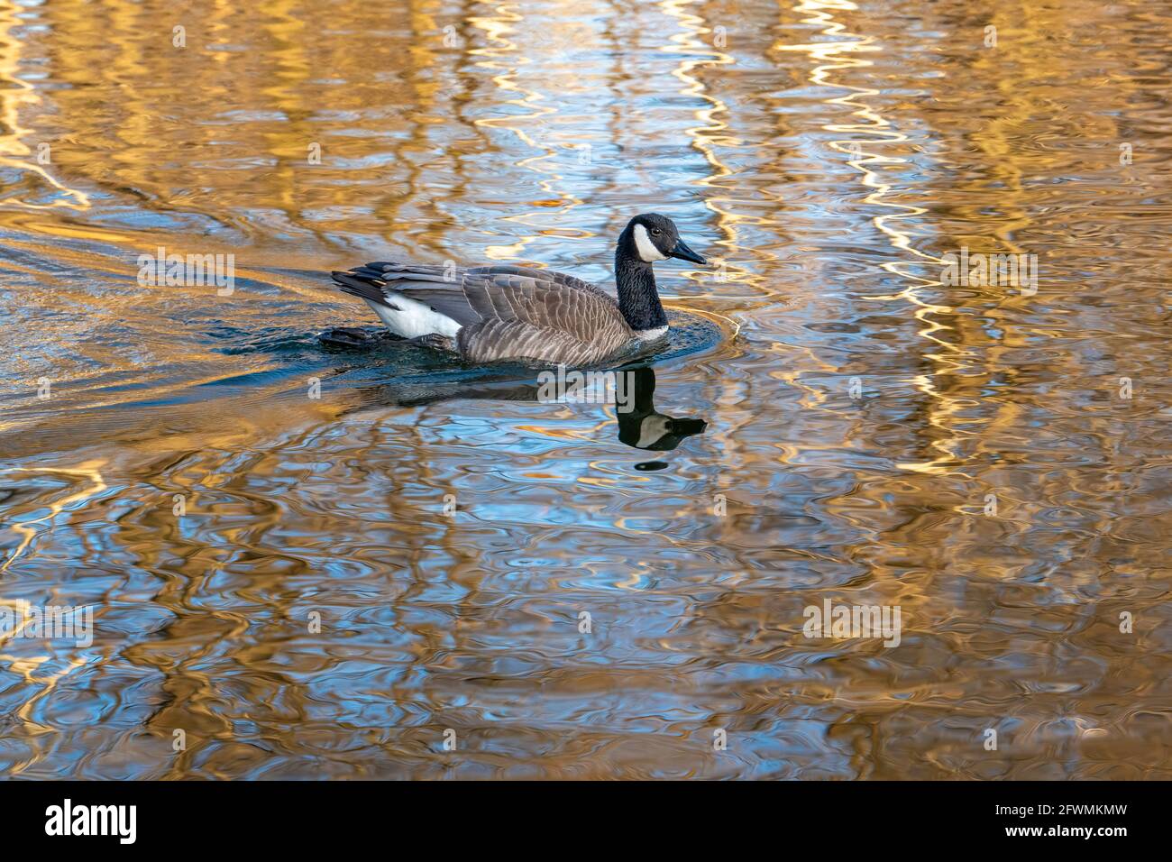 Canada goose (Branta canadensis), swimming on pond, Spring, N. America, by Dominique Braud/Dembinsky Photo Assoc Stock Photo
