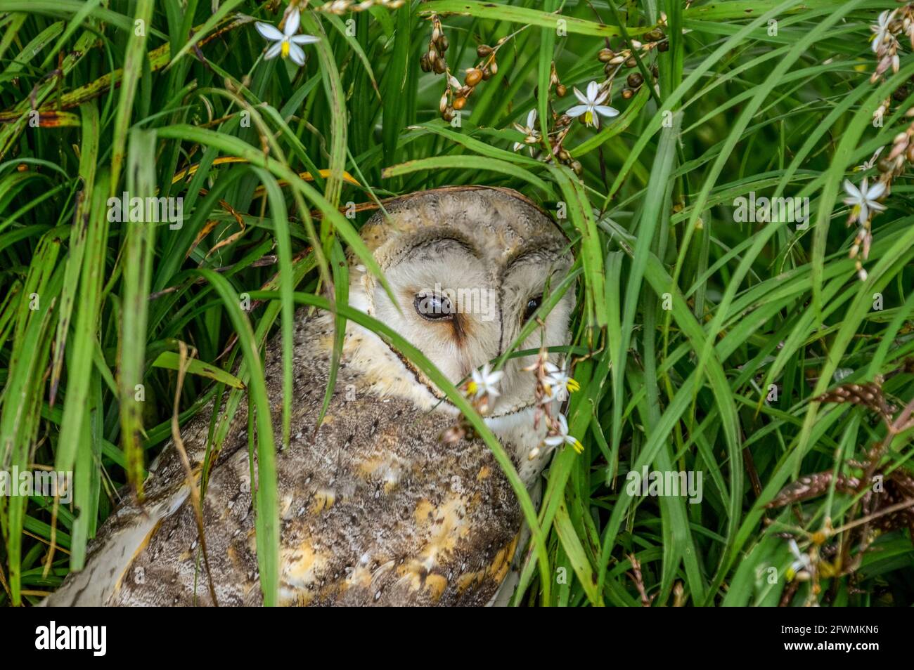 Western barn owl (Tyto Alba) hiding in the bush is often associated ...