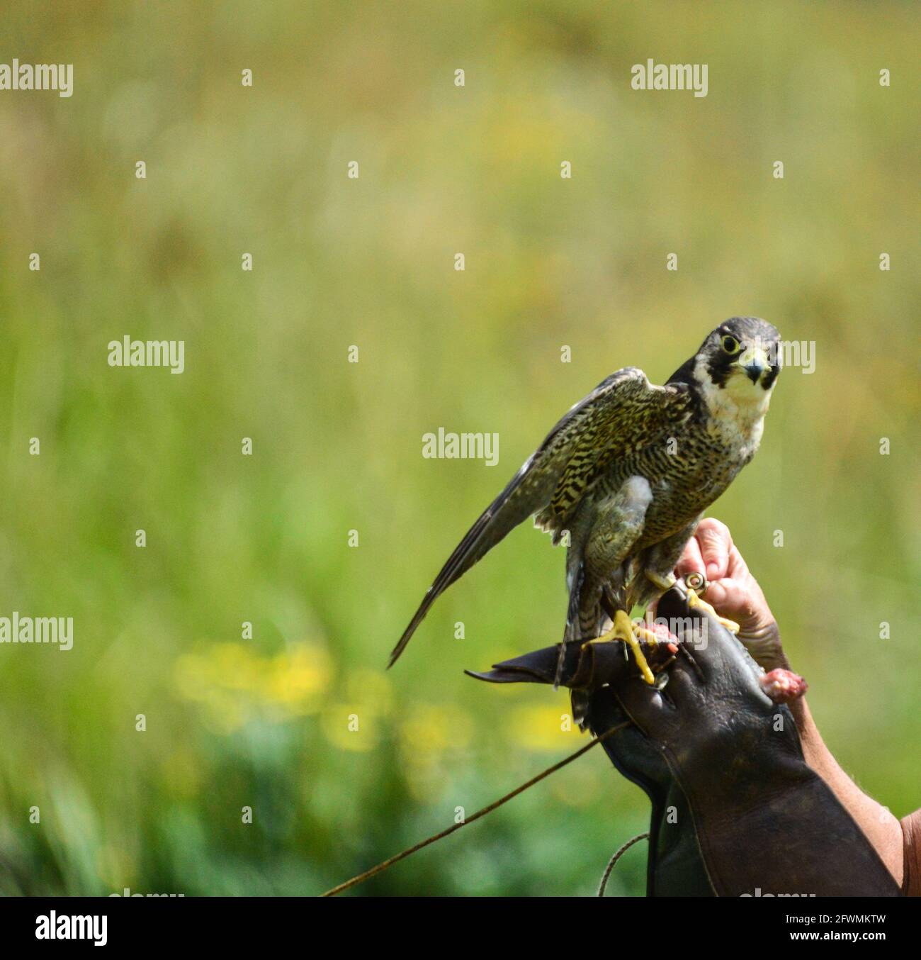 Falconer holding a duck hawk or Pregerine falcon , the fastest bird on the  planet in South Africa Stock Photo - Alamy