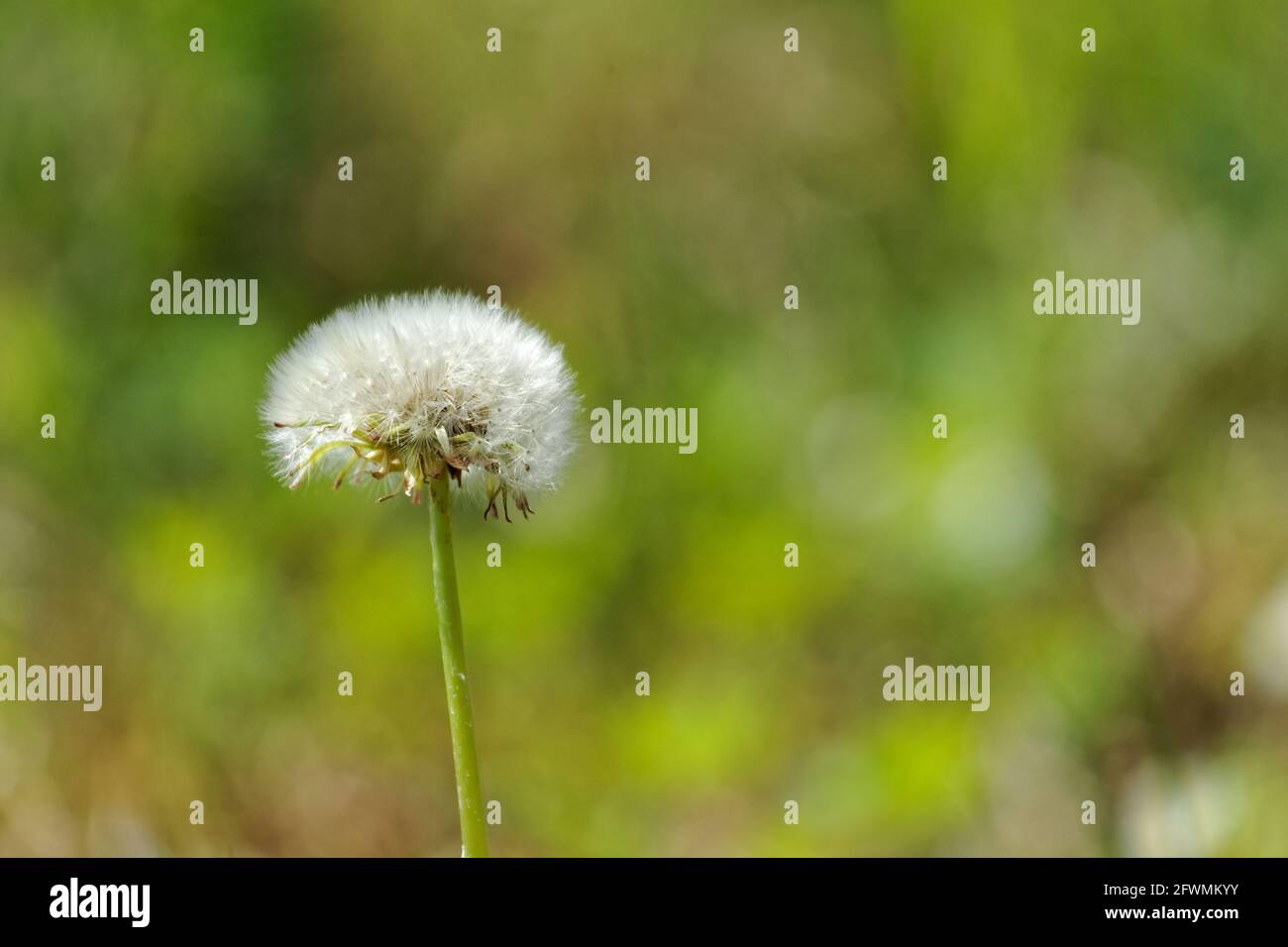 Dandelion clock. Quebec,Canada Stock Photo