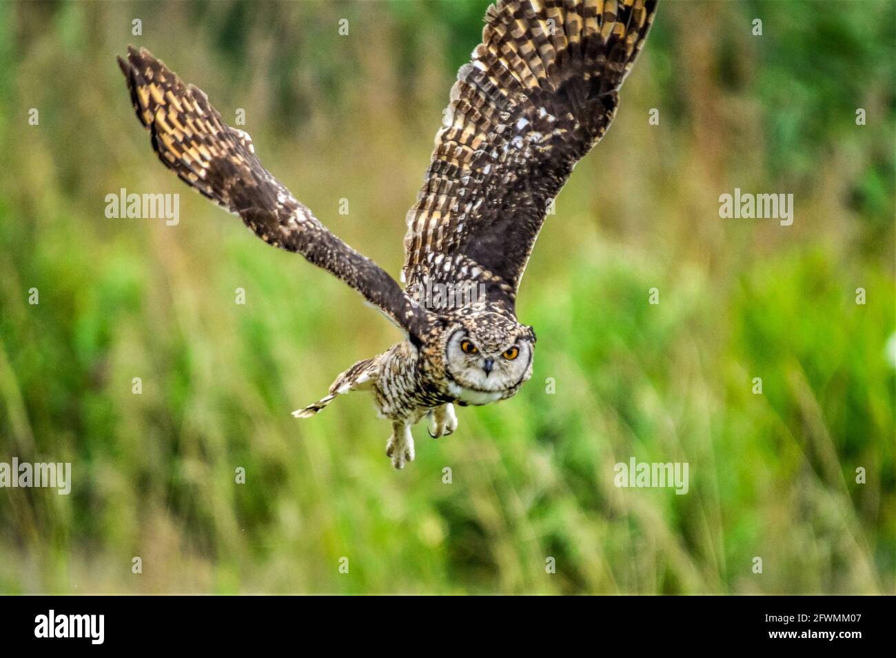 Cape eagle owl ( bubo capensis )a nocturnal raptor bird in flight in
