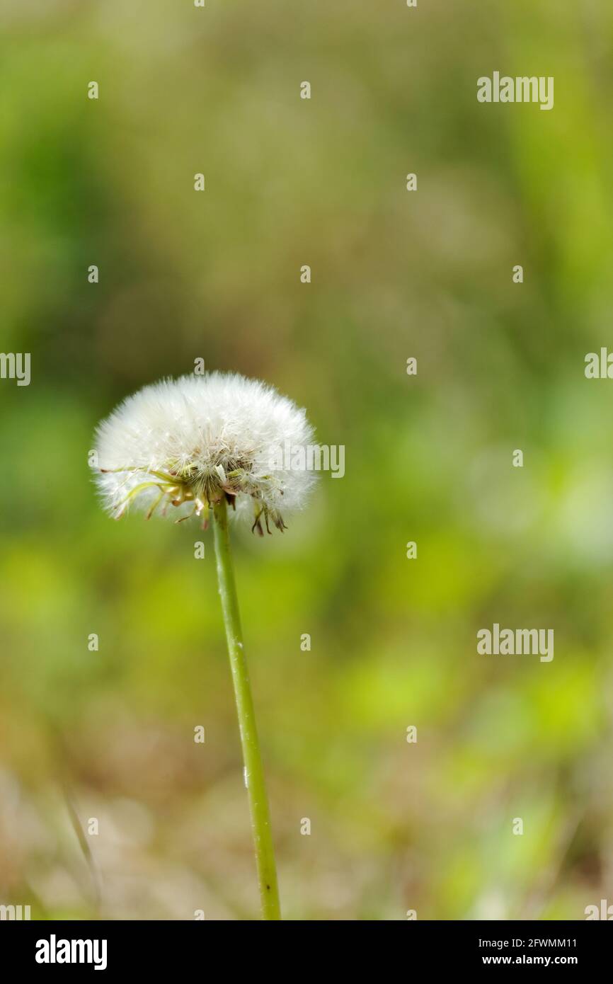 Dandelion clock. Quebec,Canada Stock Photo