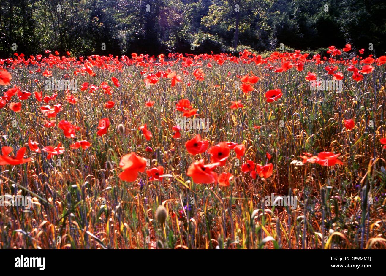 Botanica di campo hi-res stock photography and images - Alamy