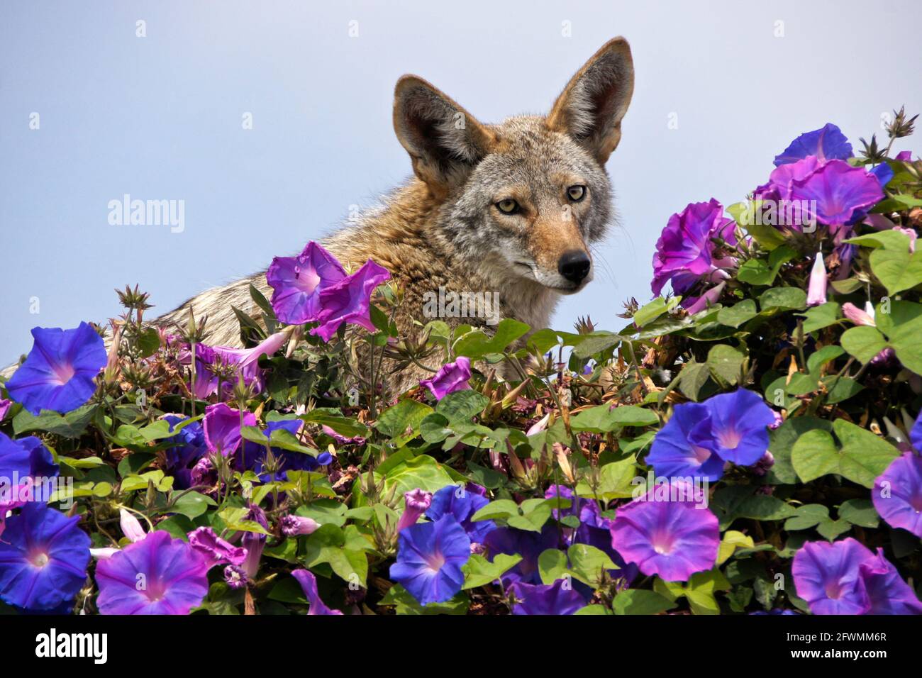 Coyote resting on top of wall covered in morning glories, Huntington Beach, Orange County, California Stock Photo