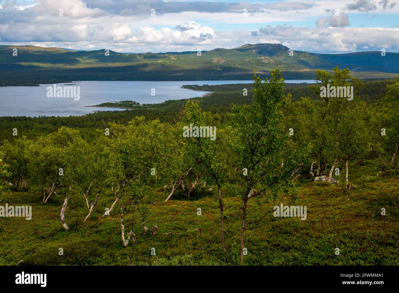 Forests and rivers around Kvikkjokk, Swedish Lapland, July 2020. Stock Photo