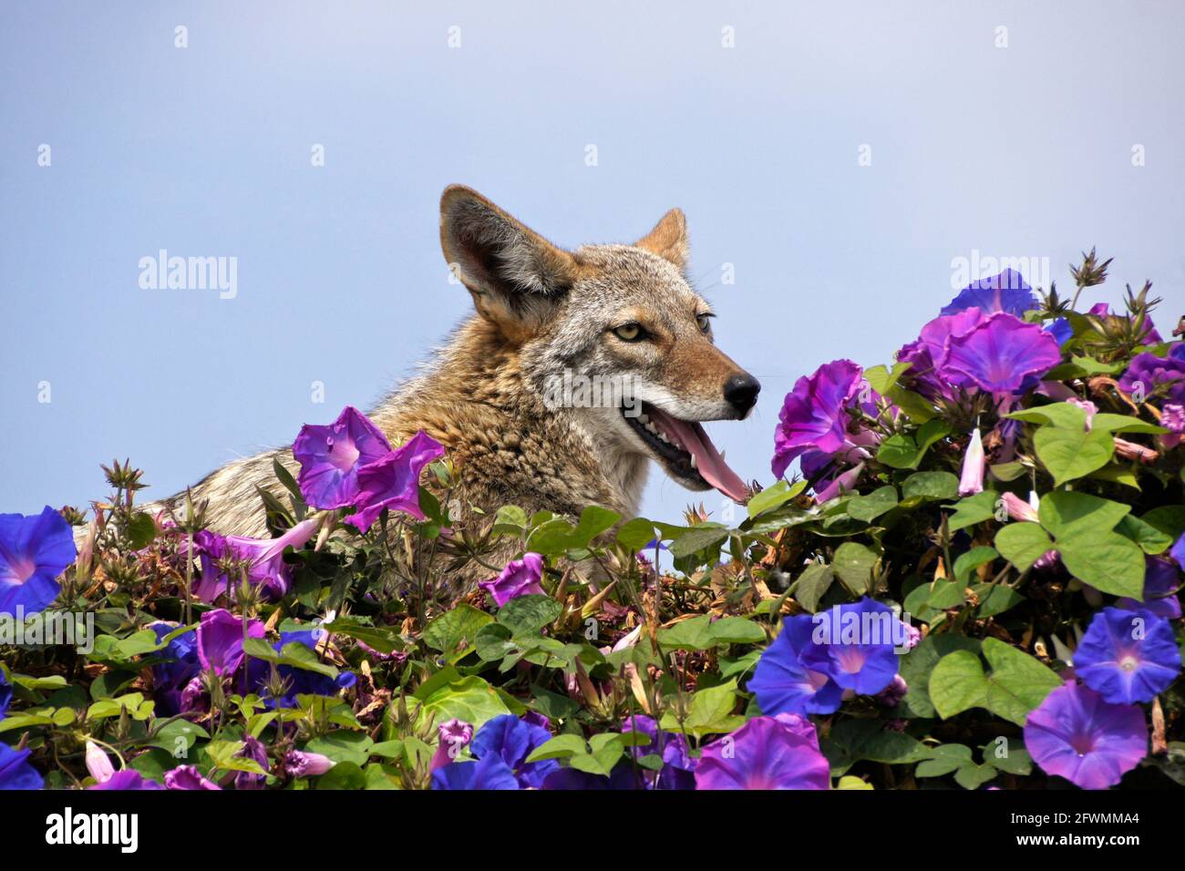 Coyote resting (and panting) on top of wall covered in morning glories, Huntington Beach, Orange County, California Stock Photo