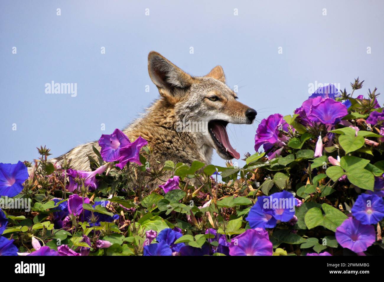 Coyote resting (and yawning) on top of wall covered in morning glories, Huntington Beach, Orange County, California Stock Photo