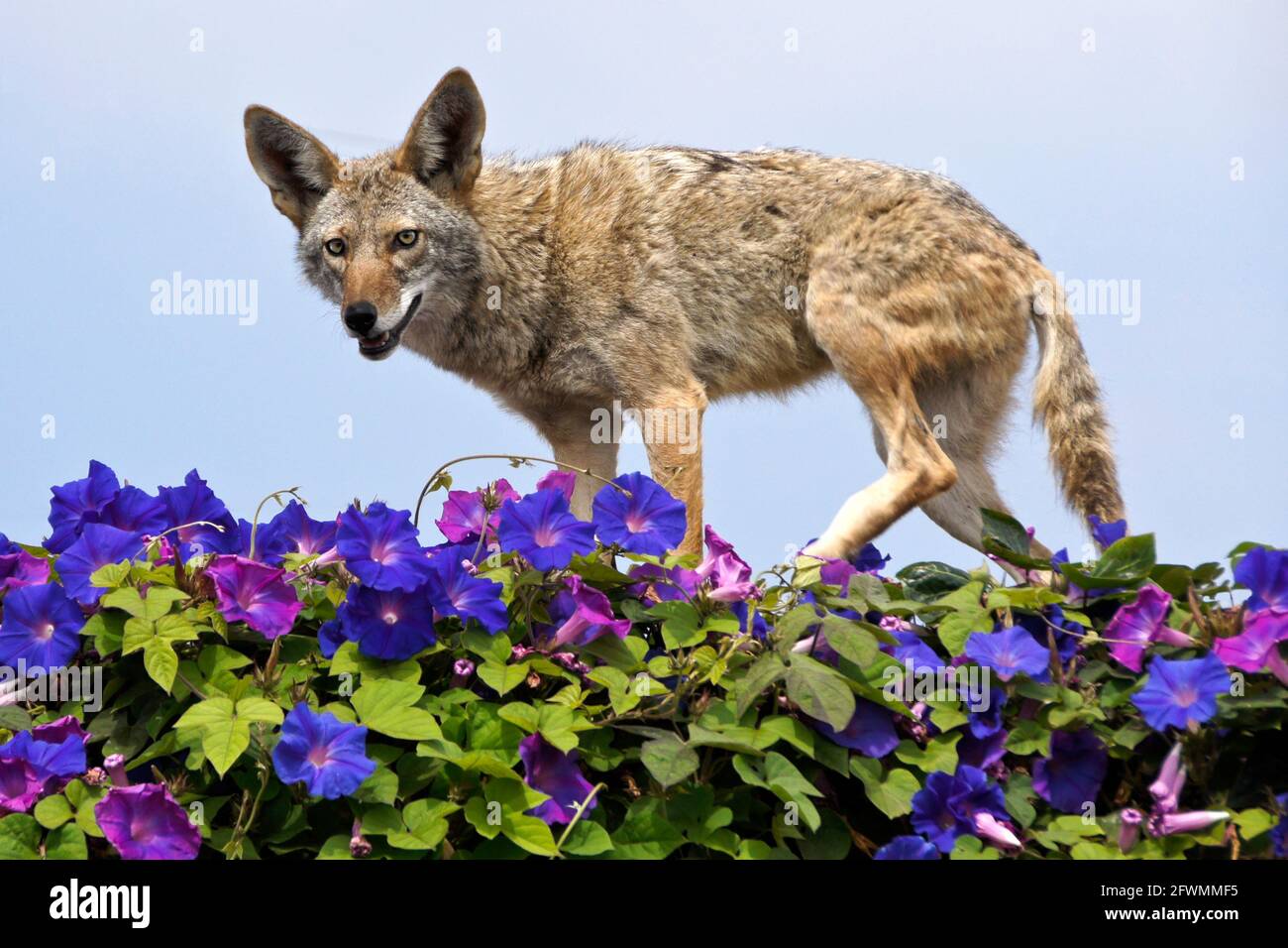 Coyote walking on top of wall covered in morning glories, Huntington Beach, Orange County, California Stock Photo