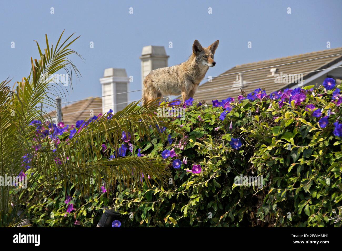Coyote standing on top of wall covered in morning glories with two-story homes in the background, Huntington Beach, Orange County, California Stock Photo