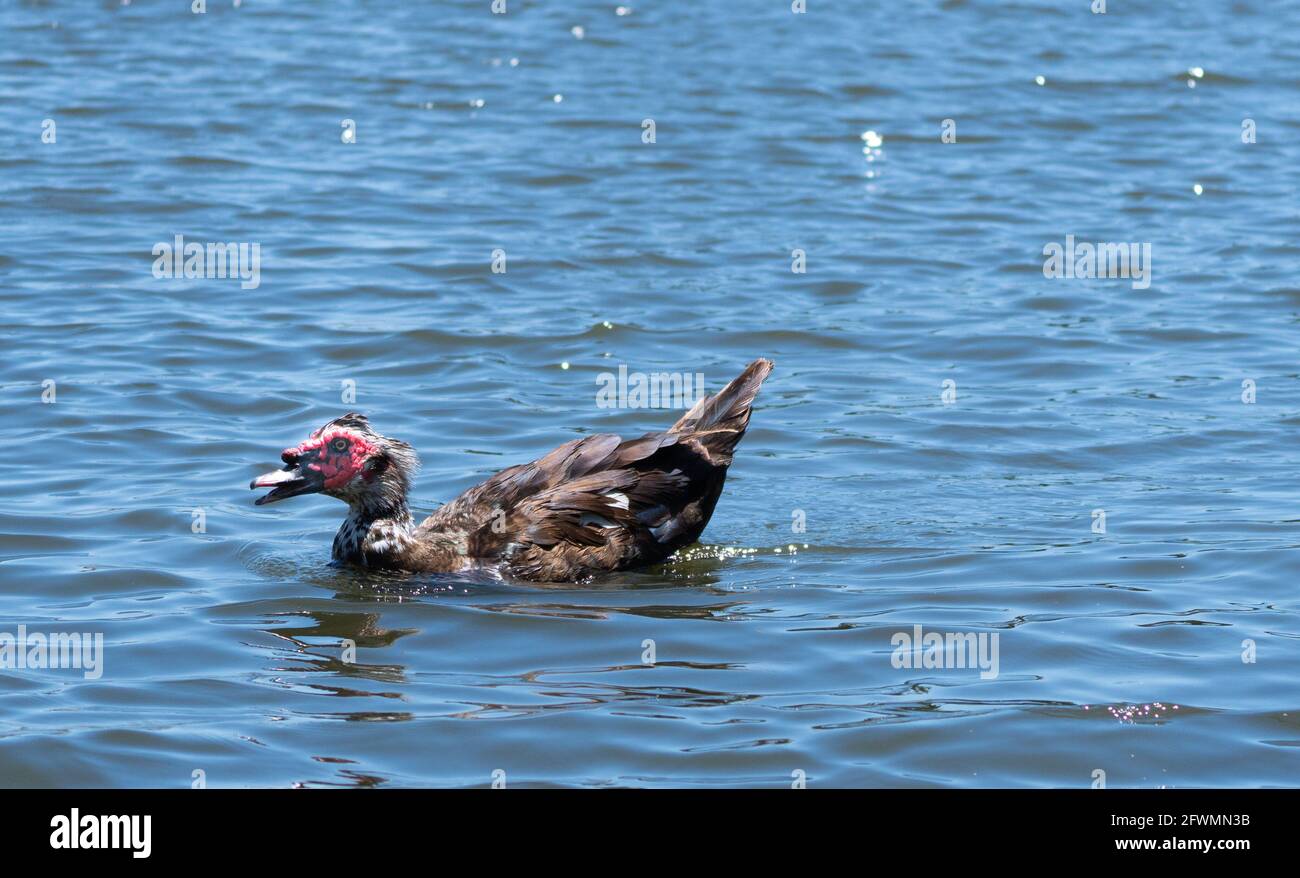 A Muscovy Duck -- Cairina moschata -- swims on the water in Haskell Creek in the Sepulveda Basin Wildlife Reserve, Woodley, California, USA Stock Photo