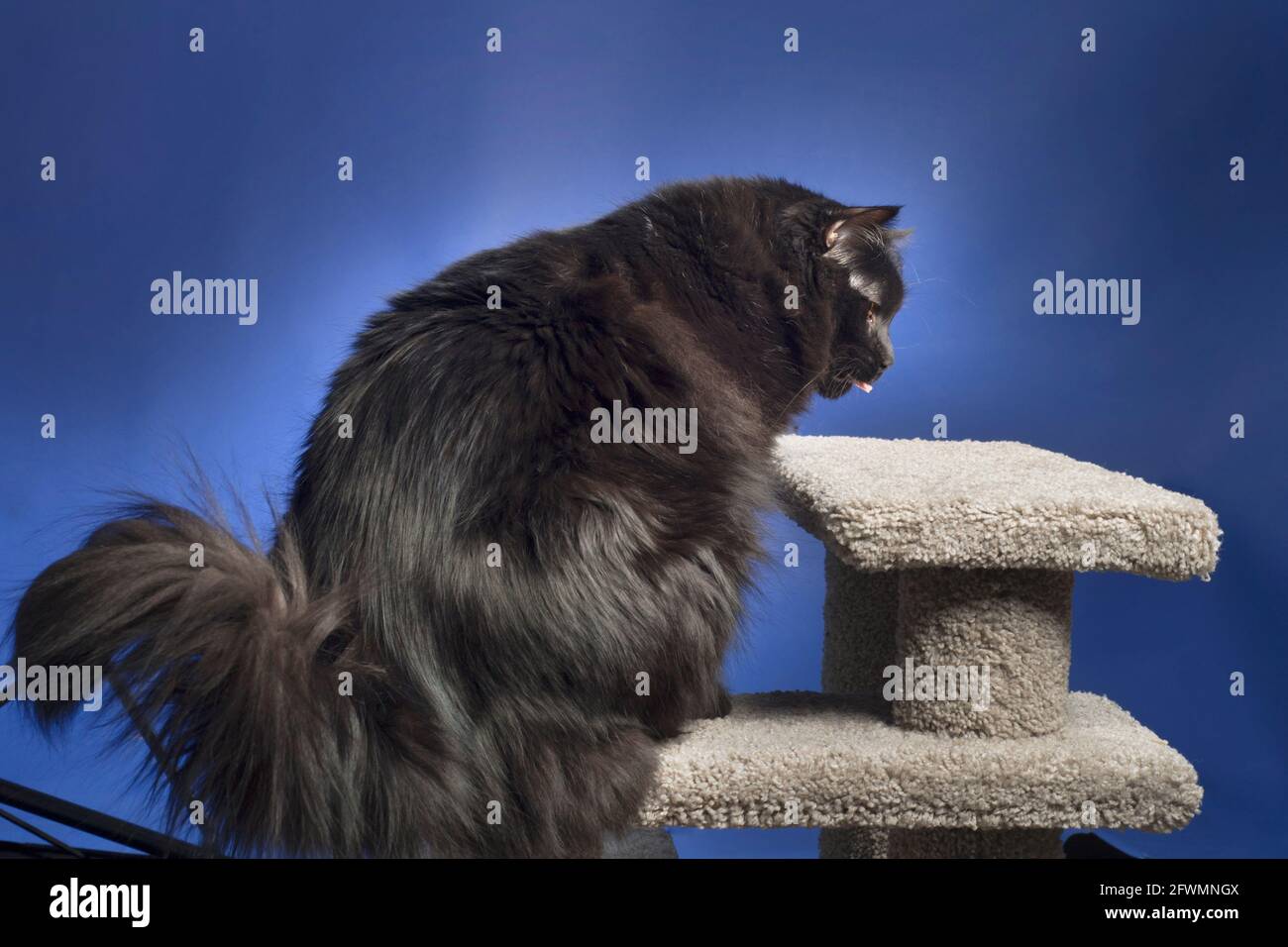 Fat cat on scales Stock Photo - Alamy