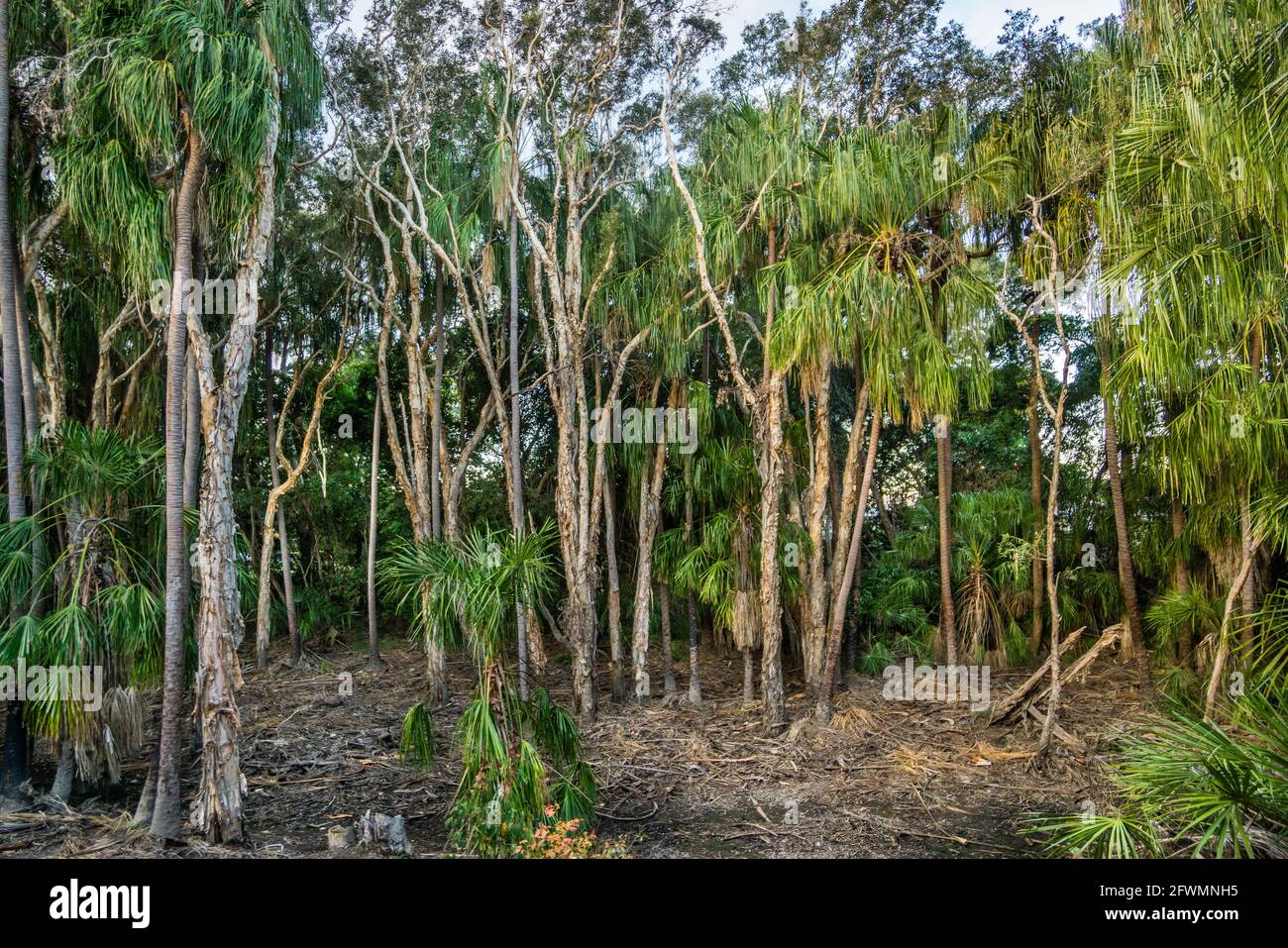 forest of Melaleuca Paperbark and Fan Palms at Agnes Water, Discovery Coast, Gladstone Region; Queensland; Australia Stock Photo