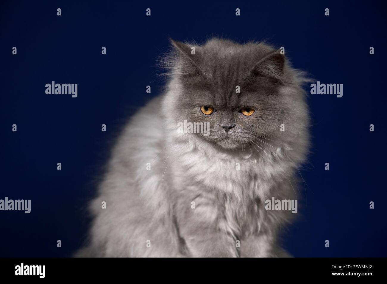 Grumpy looking fluffy grey ragamuffin kitten. Stock Photo