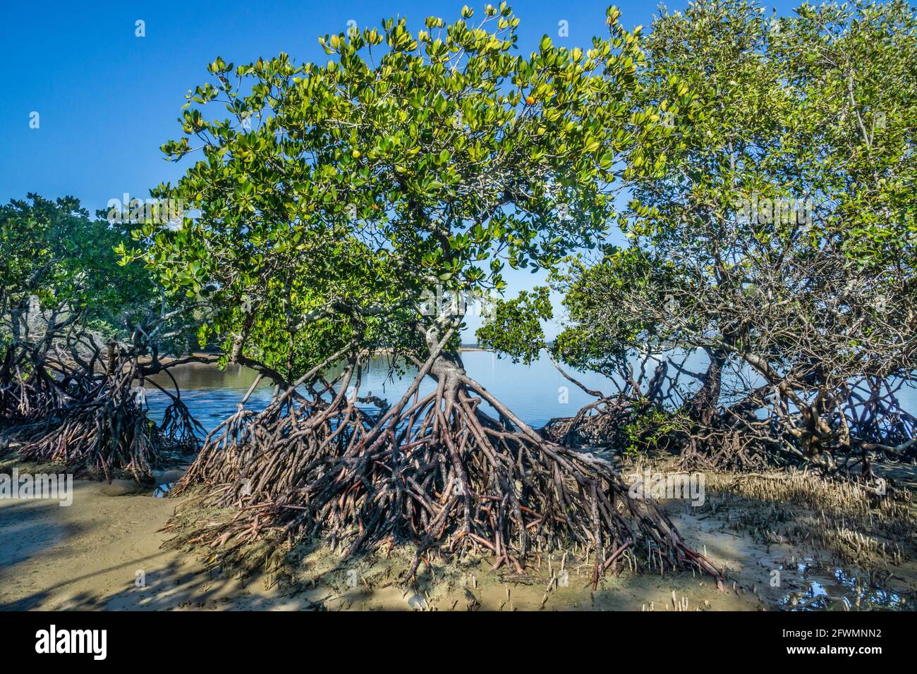 mangroves at the shore of Bustard Bay, Round Hill Creek, Seventeen Seventy, Gladstone Region, Queensland, Australia Stock Photo