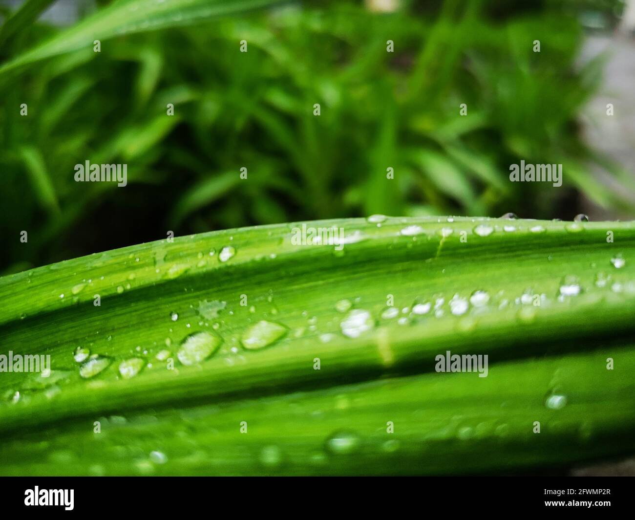 Summer background. Macro photo of water droplets on green leaves Stock Photo