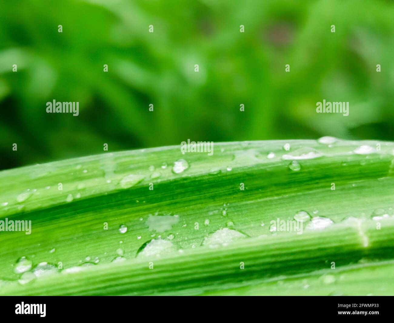 Raindrops on green leaves with blurred background and soft focus Stock Photo