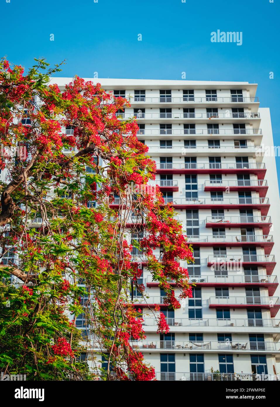 office building in downtown city tree flowers red sky blue Miami Flori