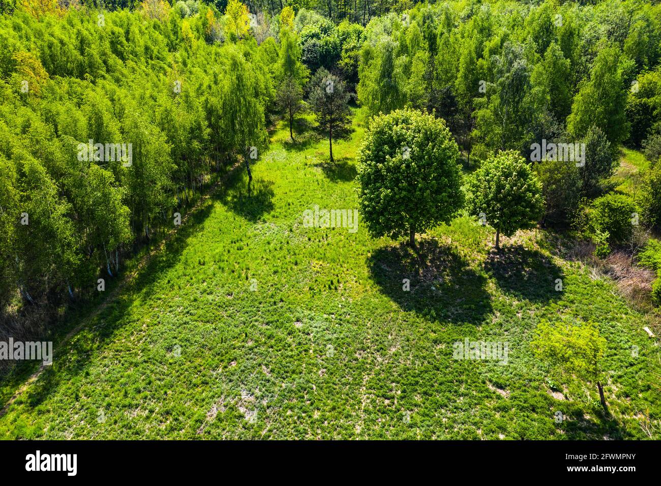 Top down view of an evergreen forest in early summer with a dirt Stock Photo